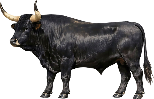 Free Bull Black illustration and picture