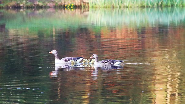 Free Wild Geese Nature photo and picture