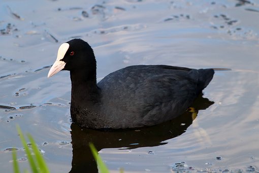 Free Coot Lake photo and picture