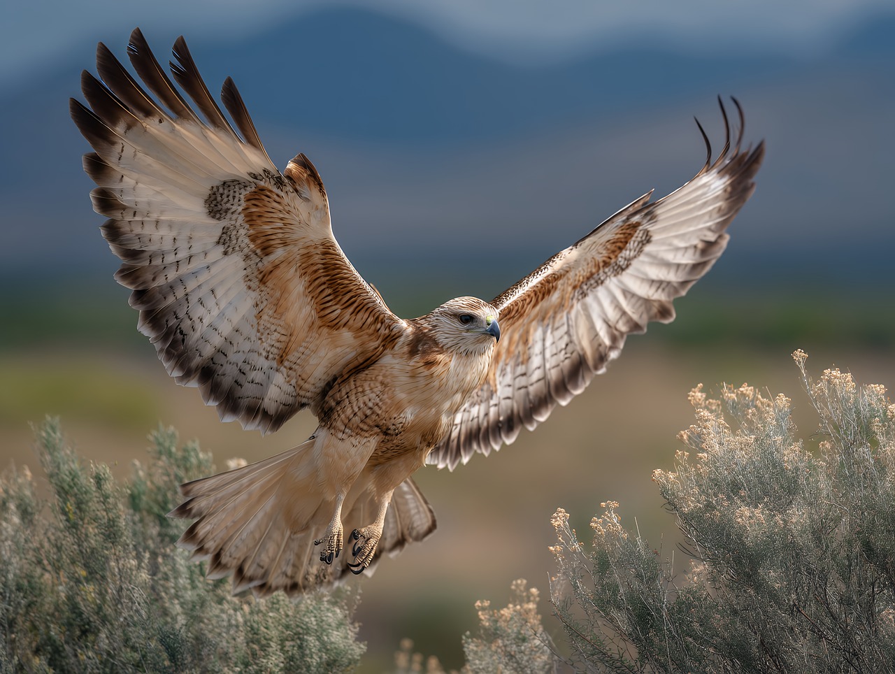 Bird Hawk Wildlife - Free photo on Pixabay
