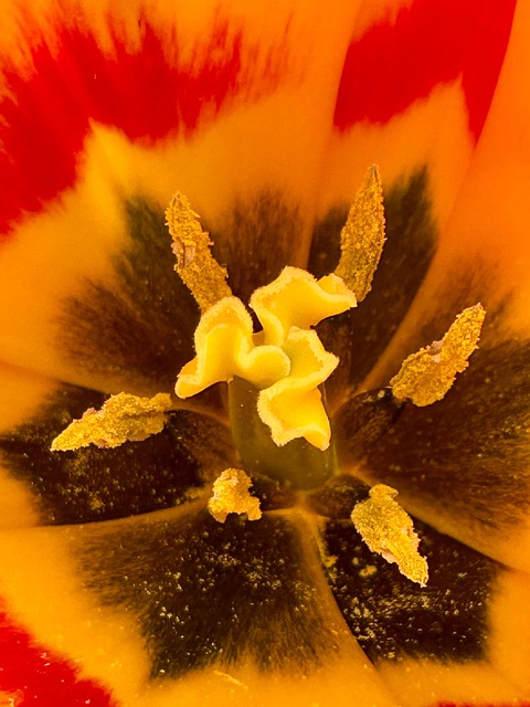 Free Tulip Flower photo and picture