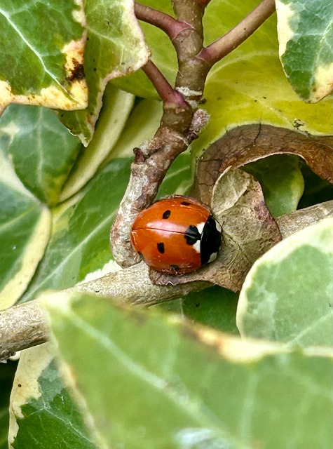 Free Ladybird Red photo and picture