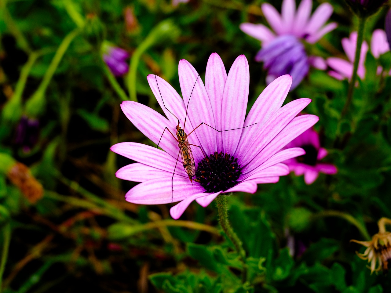 Flower Insect Nature - Free photo on Pixabay