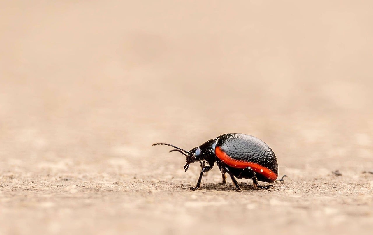 Beetle Red Macro Photography - Free photo on Pixabay