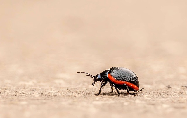 Free Beetle Red photo and picture