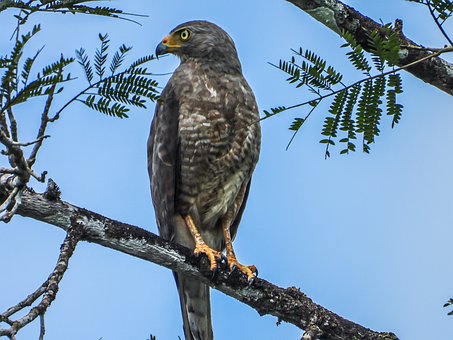 Free Hawk Bird photo and picture