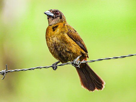 Free Bird Fence photo and picture
