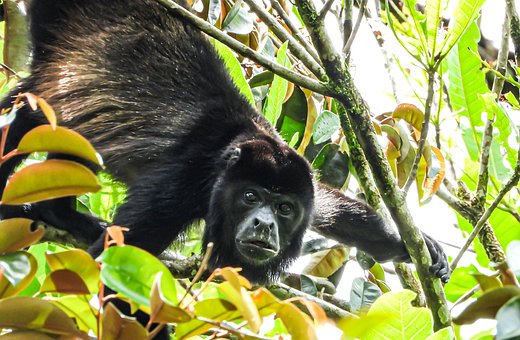 Free Howler Monkey Jungle photo and picture