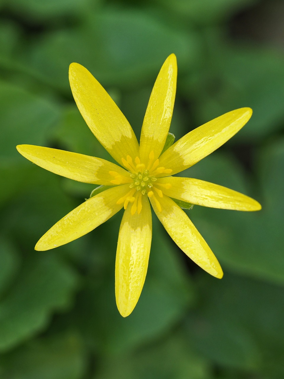 Flower Yellow Macro Lesser - Free photo on Pixabay