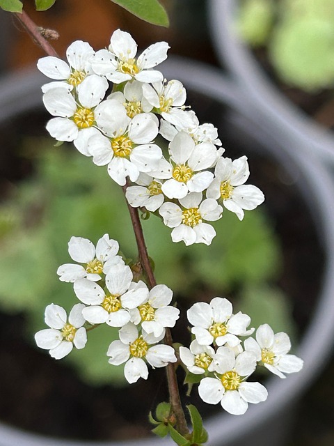Free Spirea Meadowsweet photo and picture