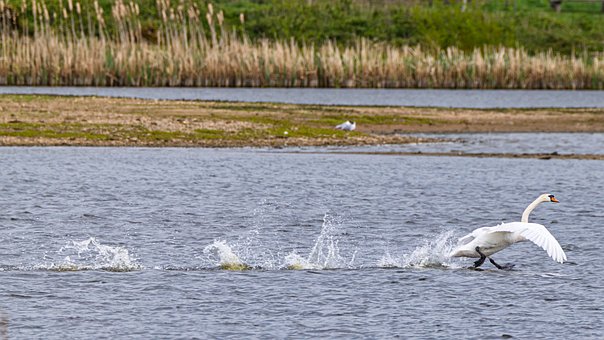 Free Swan Lake photo and picture