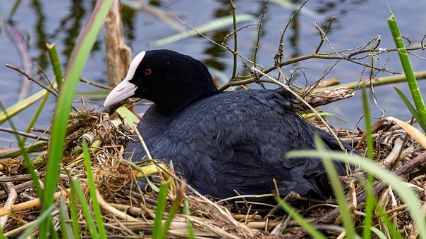 Free Bird Coot photo and picture