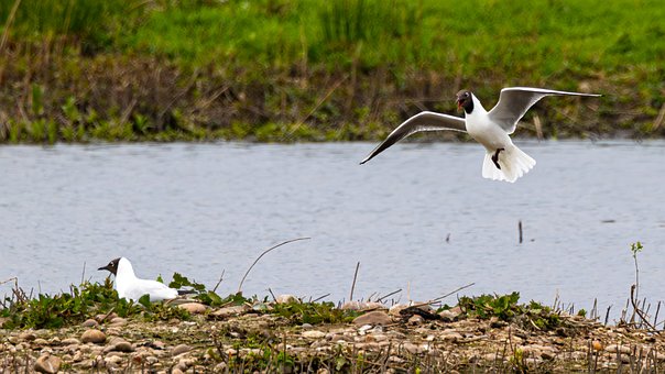 Free Birds Black-Headed Gull photo and picture