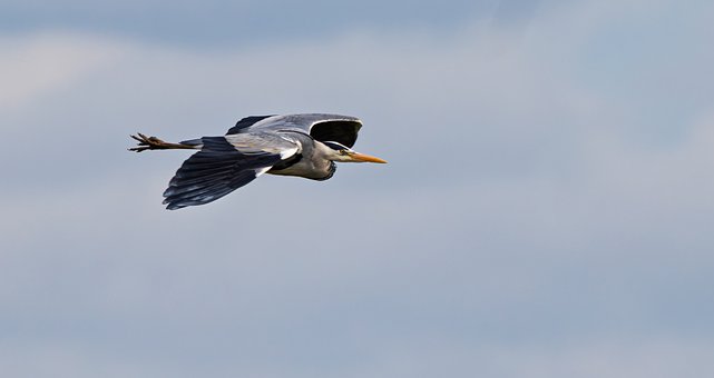 Free Bird Heron photo and picture