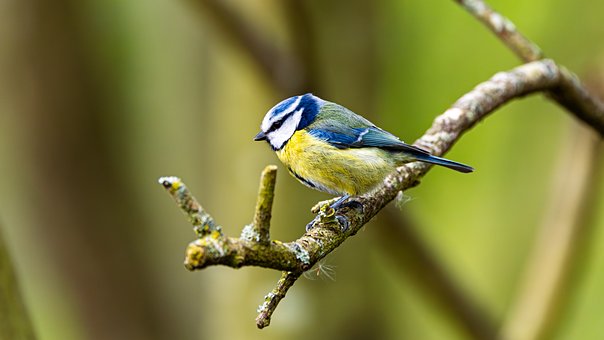 Free Bird Blue Tit photo and picture