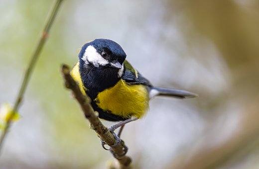 Free Bird Tit photo and picture