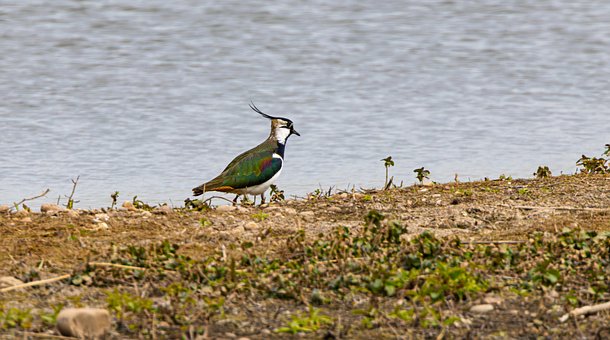 Free Bird Lapwing photo and picture
