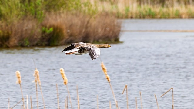 Goose Flying Spring - Free photo on Pixabay