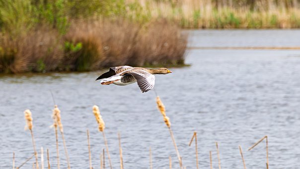 Free Goose Flying photo and picture