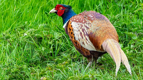 Free Pheasant Birds photo and picture