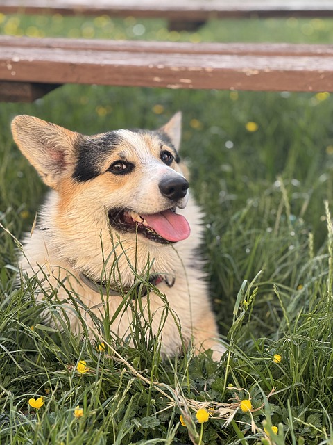 Våt Hund, Corgi, Tre-Farget Corgi, Gress