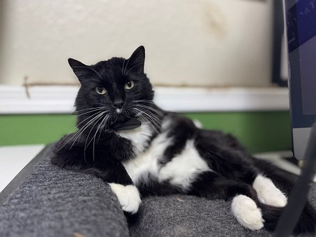 Katt, Smoking, Tuxedo Katt, Kjæledyr