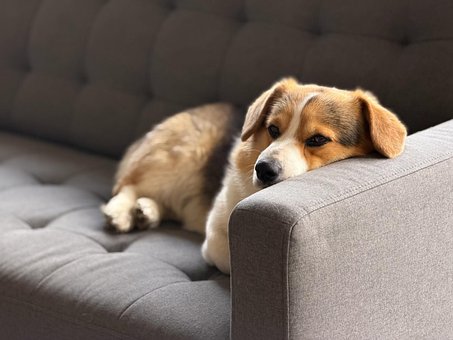 Hund, Valp, Sofa, Hvile, Søt, Koselig