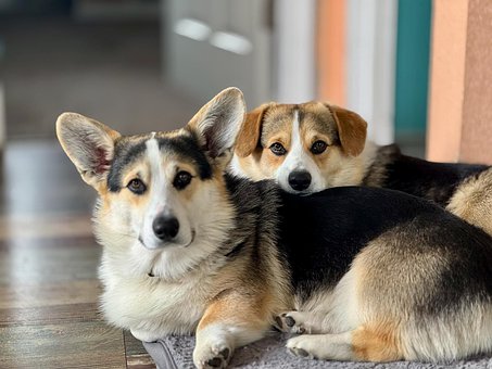 Corgi, Hund, To Dyr, Liggende Hund