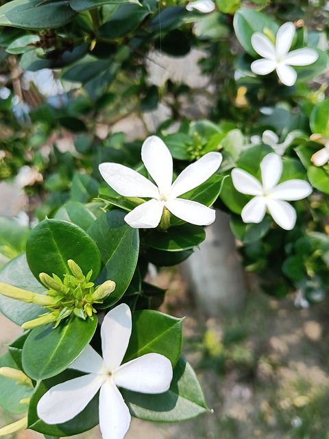 Blume, Blätter, Garten, Weiß, Natur