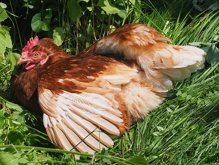 Huhn, Federn, Haustier, Hinterhof, Natur