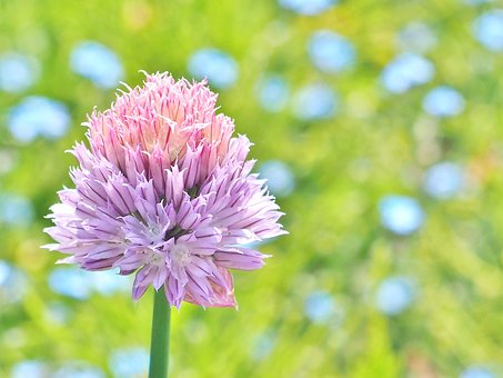 Blume, Rosa, Blüte, Natur, Zierpflanze