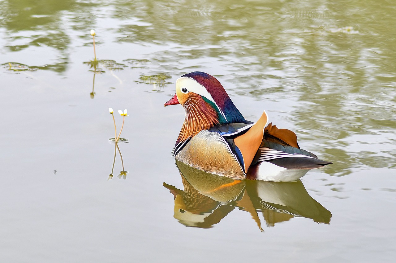 Anatra Mandarino Uccello - Foto gratis su Pixabay