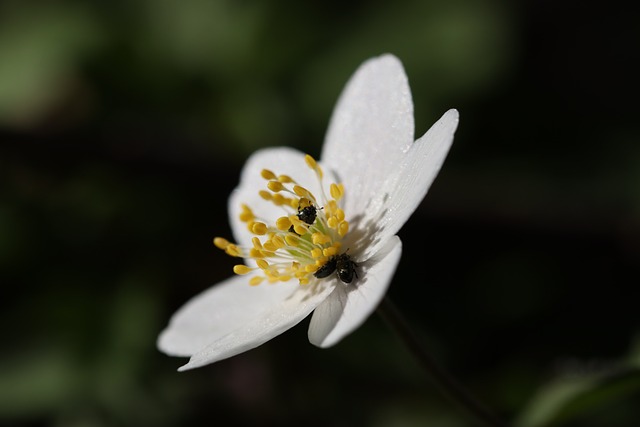 Free Anemone Flower photo and picture