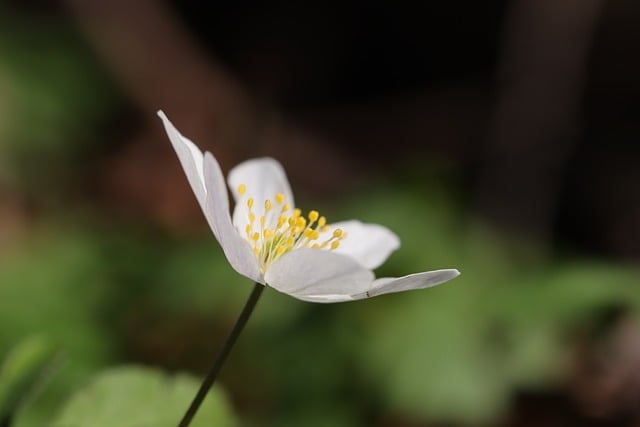 Free Anemone White Flower photo and picture