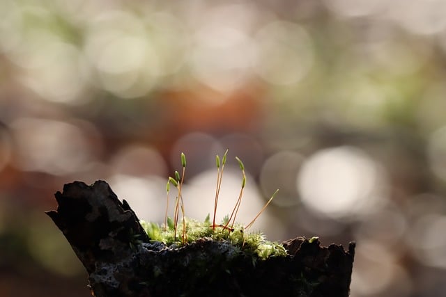 Free Moss Blur photo and picture