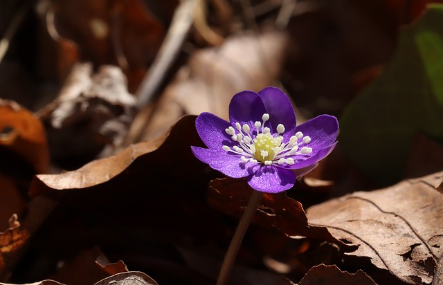 Free Blue Anemone Spring photo and picture