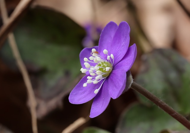 Free Blue Anemone Spring photo and picture