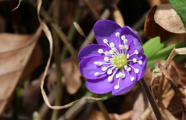 Free Blue Anemone Wildflowers photo and picture