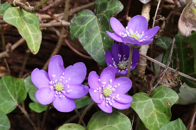 Free Blue Anemone Spring photo and picture