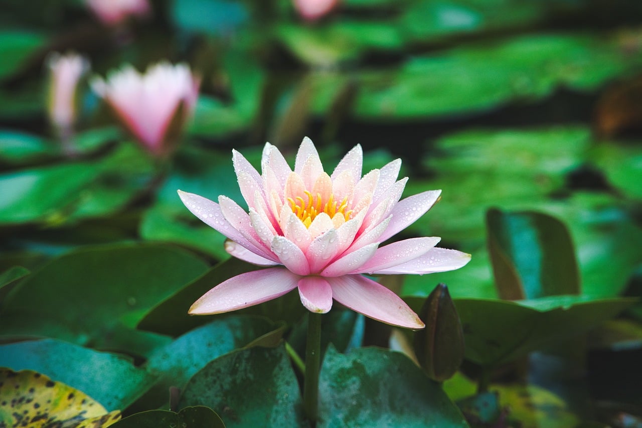 Water Lily - free online jigsaw puzzle photo