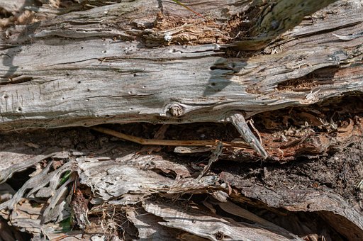 Holz, Struktur, Baumstumpf, Natur, Baum