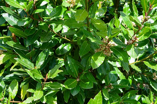Garten, Natur, Grün, Duft, Blätter