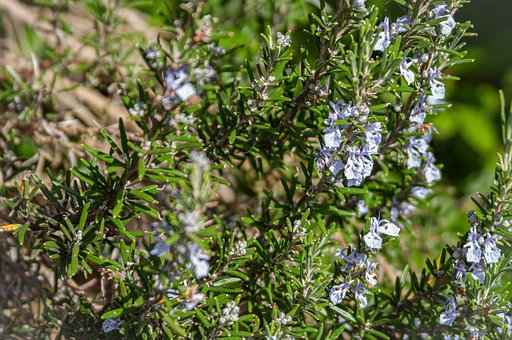 Rosmarin, Kräuter, Blumen, Garten, Natur