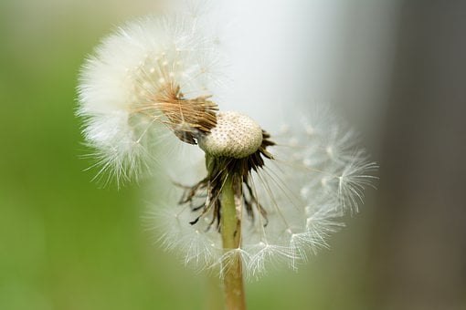 Free Dandelion Dandelion Seed photo and picture