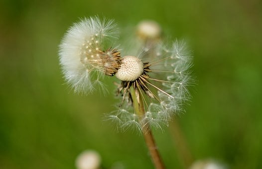 Free Dandelion Nature photo and picture