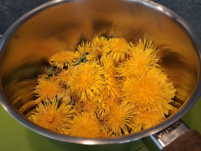 Free Dandelion Flower photo and picture