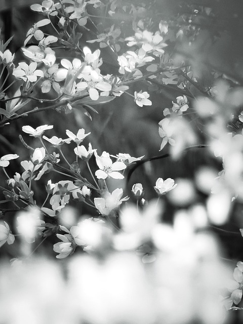 Free Flowers Nature photo and picture