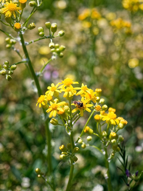 Free Flower Bee photo and picture