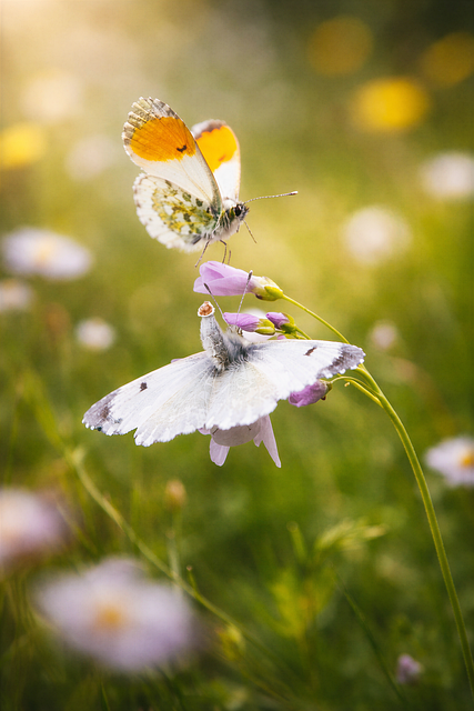 Free Butterfly Orange Tip photo and picture