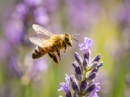 Bij, Lavendel, Bloemen